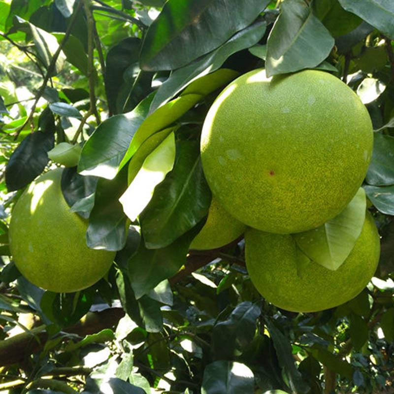Green Grapefruit Seeds for Easy Planting | Grow Your Own Grapefruit