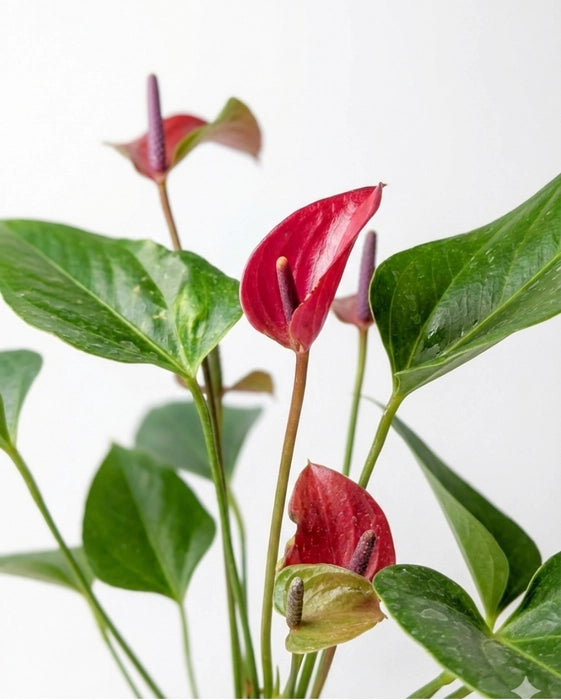 Dark Pink Anthurium Flower Seeds for Planting Seasonal Bloomer Heirloom & GMO Free Seeds for Home Garden
Sale