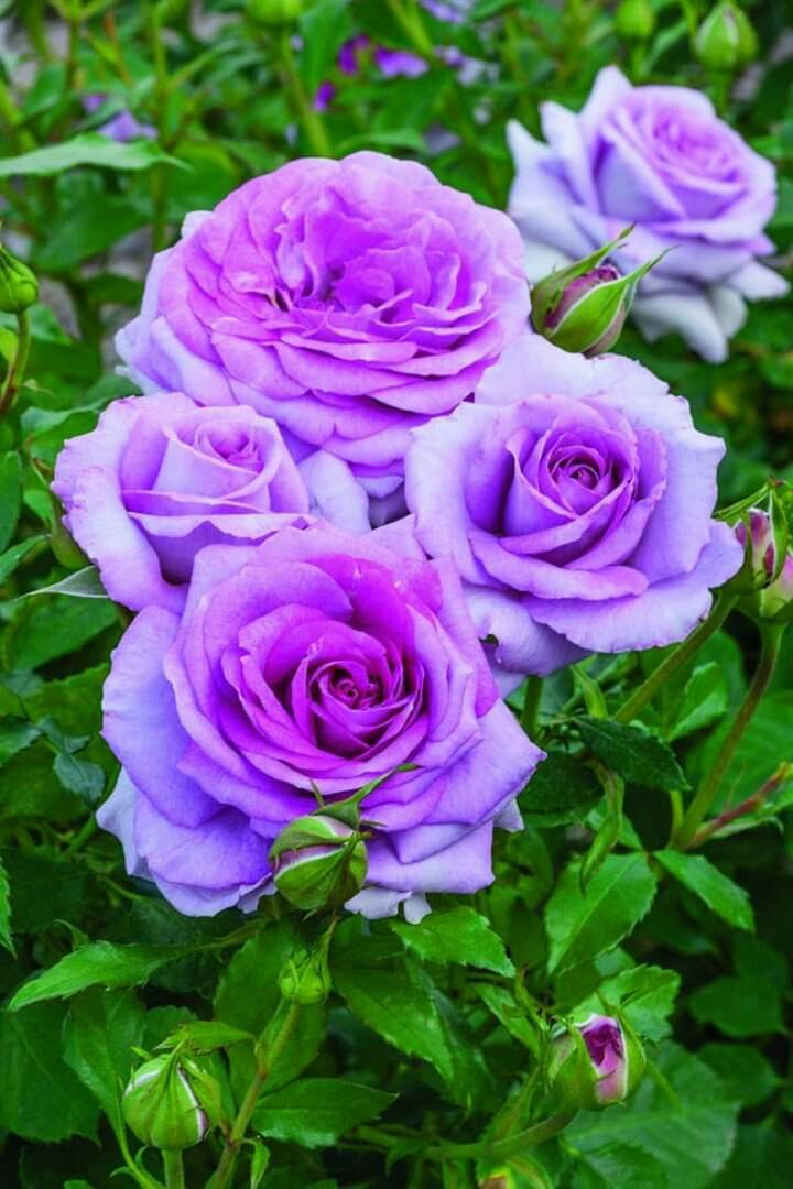 Violet Rose Edge Flower seeds for Planting - Low Maintenance, Heirloom & GMO Free Seeds for Home Garden