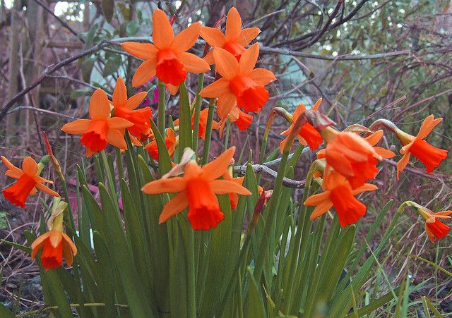 Light Red Daffodil Flower Seeds for Planting Fragrant Blossoms Heirloom & GMO Free Seeds for Home Garden
Sale