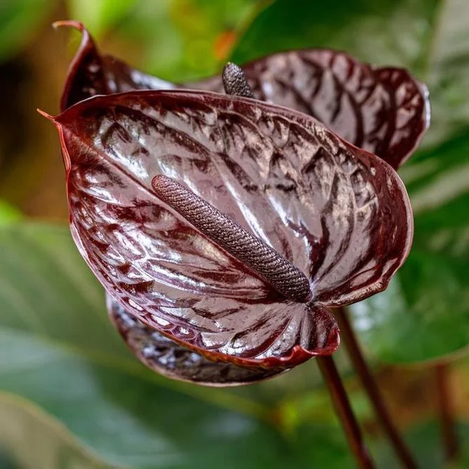 Dark Brown Anthurium Flower Seeds for Planting Low Maintenance Heirloom & GMO Free Seeds for Home Garden
Sale