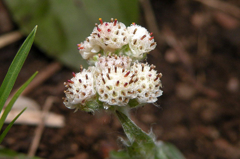 Pussytoes Flower seeds for Planting, Low Maintenance Heirloom & GMO Free Seeds for Home Garden Sale