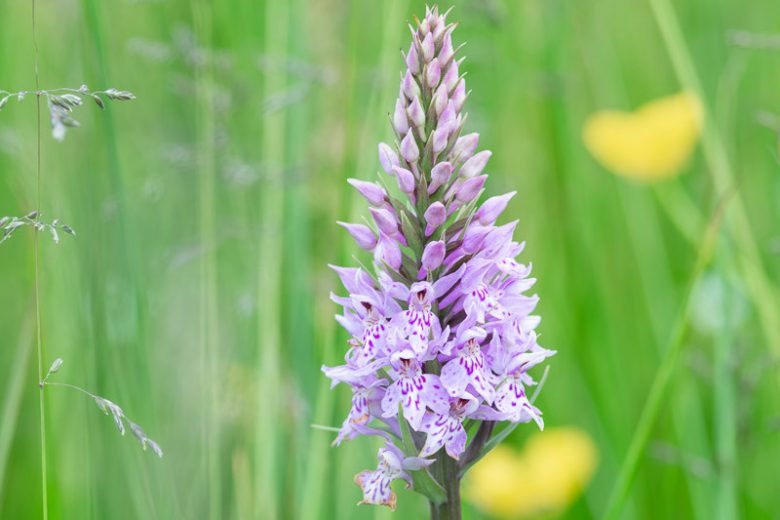 Dactylorhiza Flower seeds for Planting - Low Maintenance, Heirloom & GMO Free Seeds for Home Garden