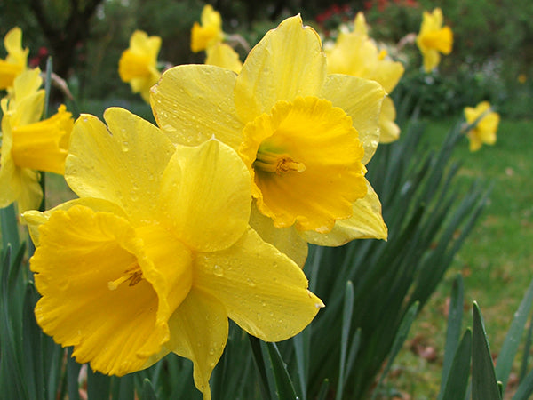 Thick Yellow Narcissus Flower seeds for Planting - Cottage Garden Essential, Heirloom & GMO Free Seeds for Home Garden