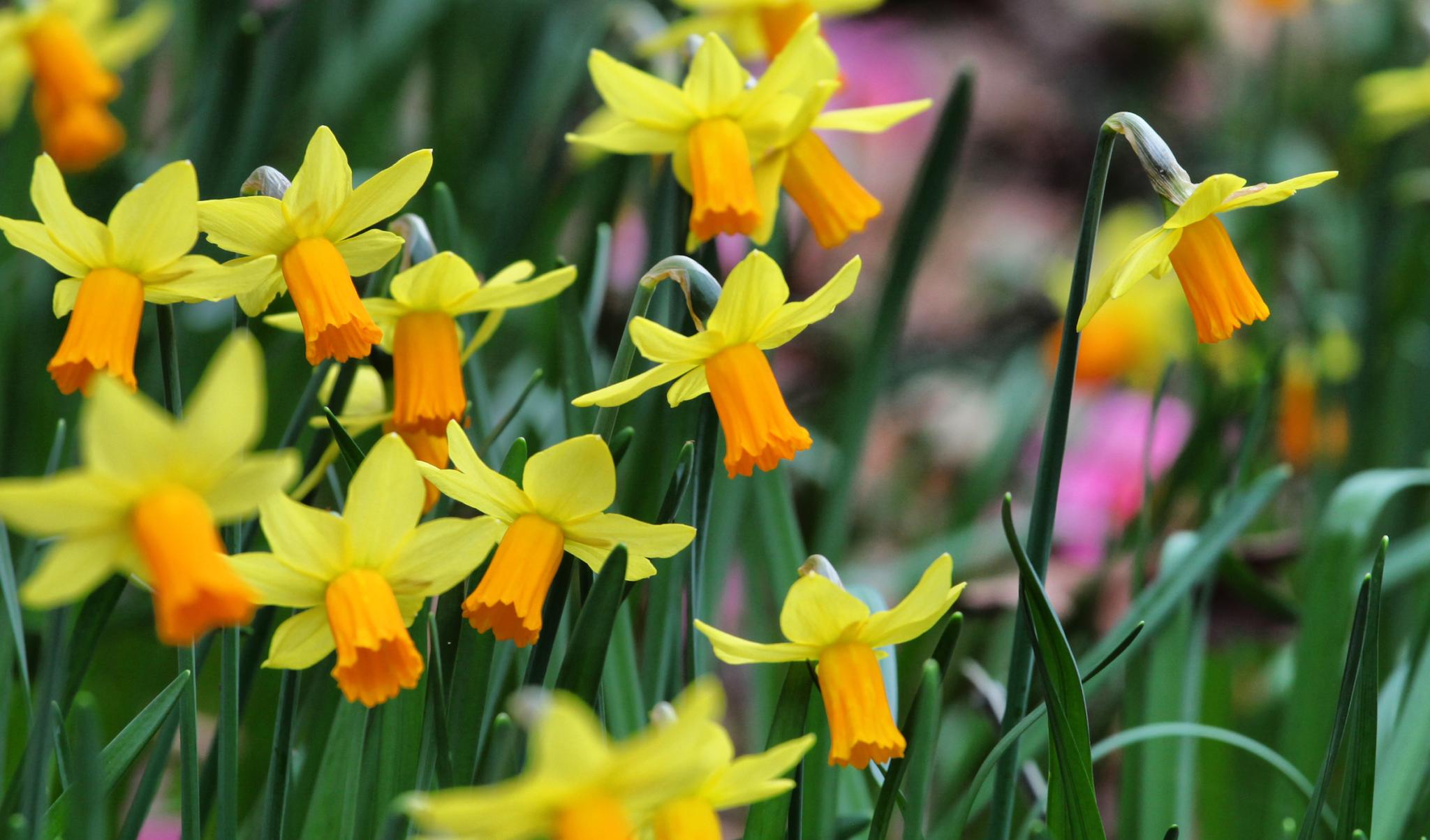 Daffodil Flower Planting Seeds for Vibrant Spring Blooms