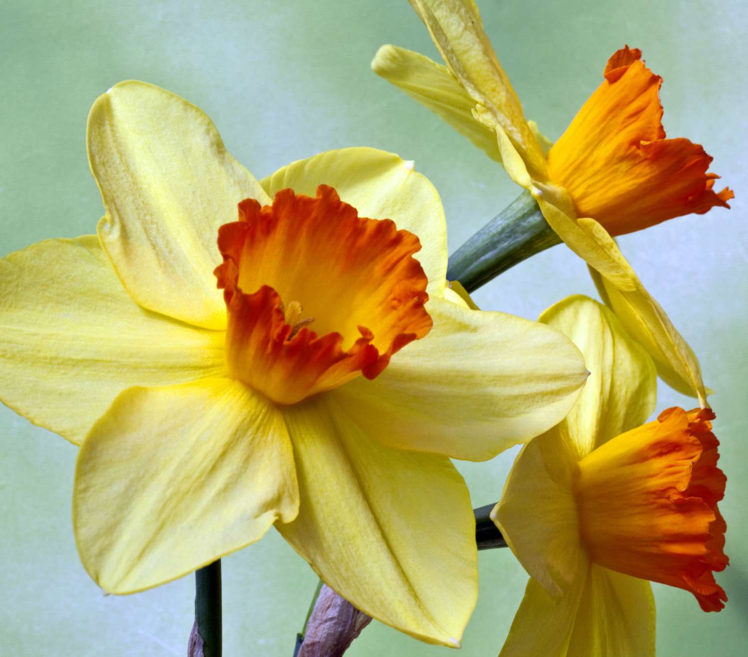 Daffodil Seedlings Sprouting for Spring Growth