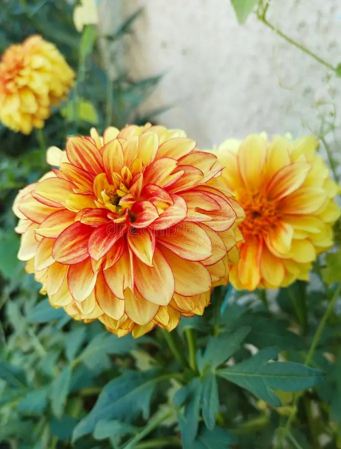 Light Yellow Red Dahlia Flower Seeds for Planting Drought Tolerant Heirloom & GMO Free Seeds for Home Garden
Sale