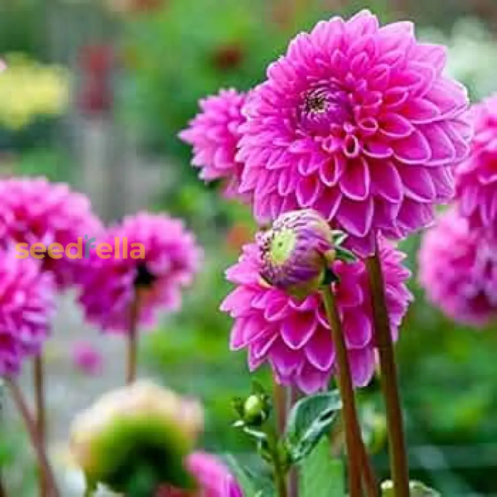 Dahlia Pink Flower Seeds For Planting Vibrant Blooms Your Garden