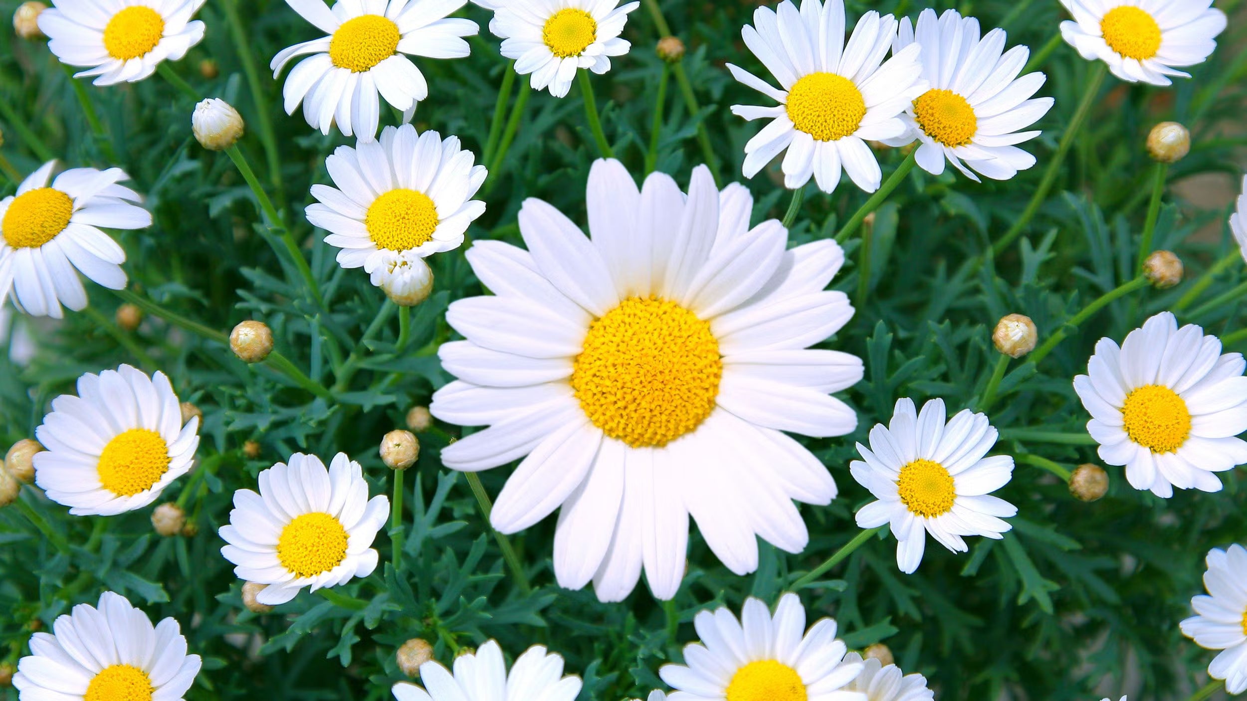 White Leucanthemum Flower seeds for Planting - Drought Tolerant, Heirloom & GMO Free Seeds for Home Garden