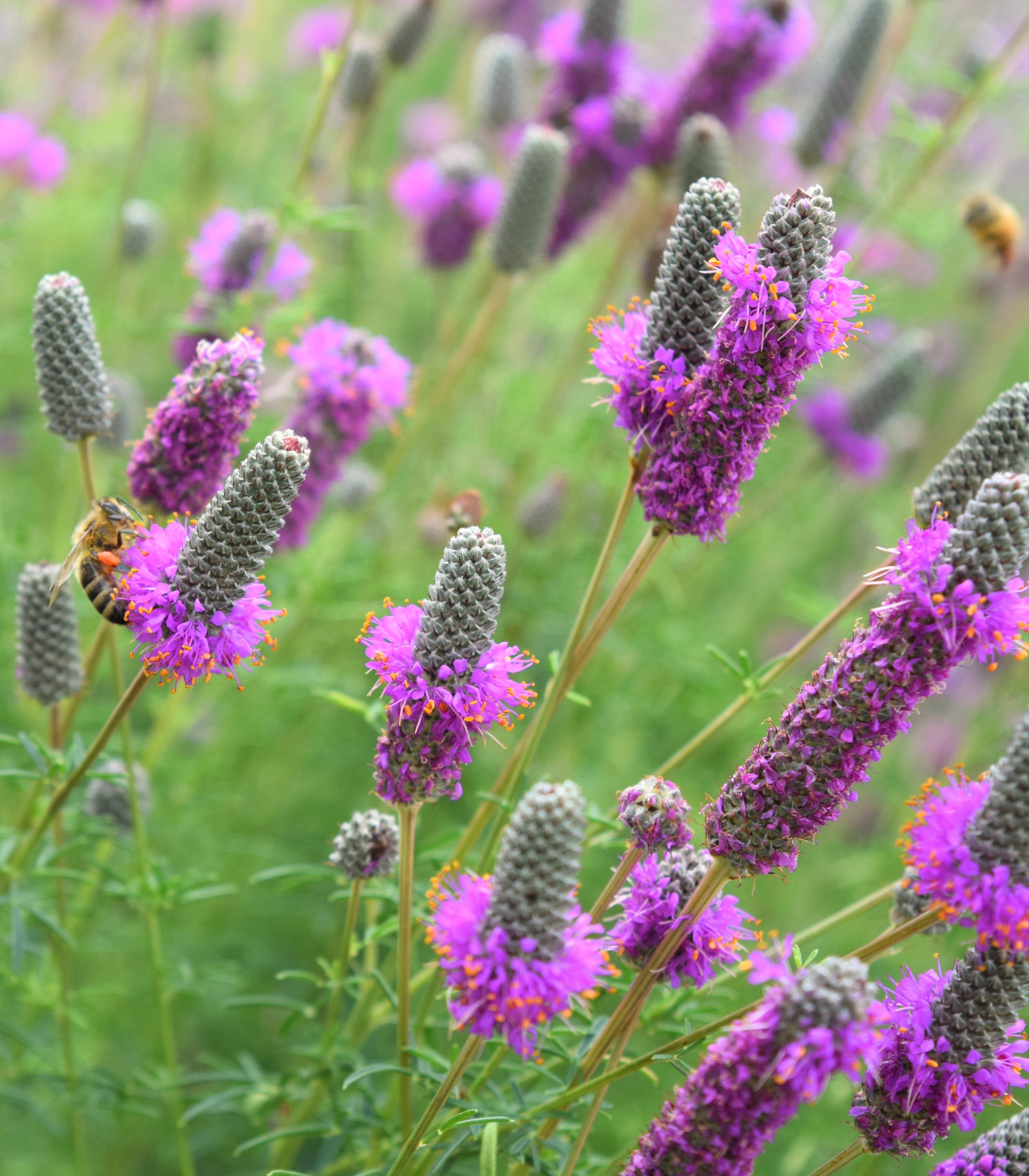 Dalea Purpurea Flower seeds for Planting Wildflower Mix Heirloom & GMO Free Seeds for Home Garden