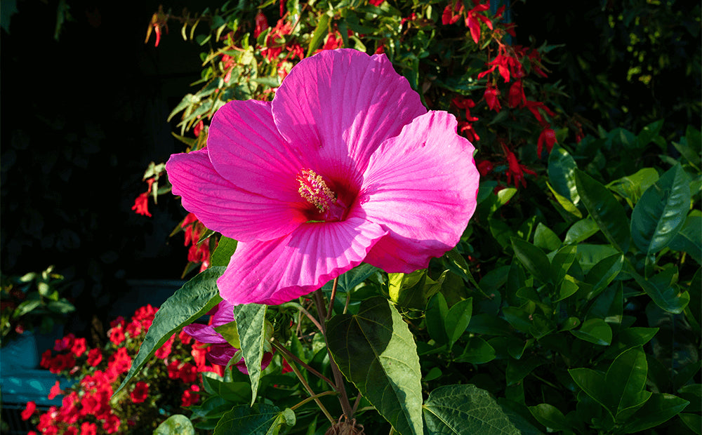 Giant Hibiscus Flower seeds for Planting Colorful Display Heirloom & GMO Free Seeds for Home Garden