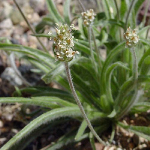 Dark French Psyllium seeds Plantago psyllium compact fleawort plants