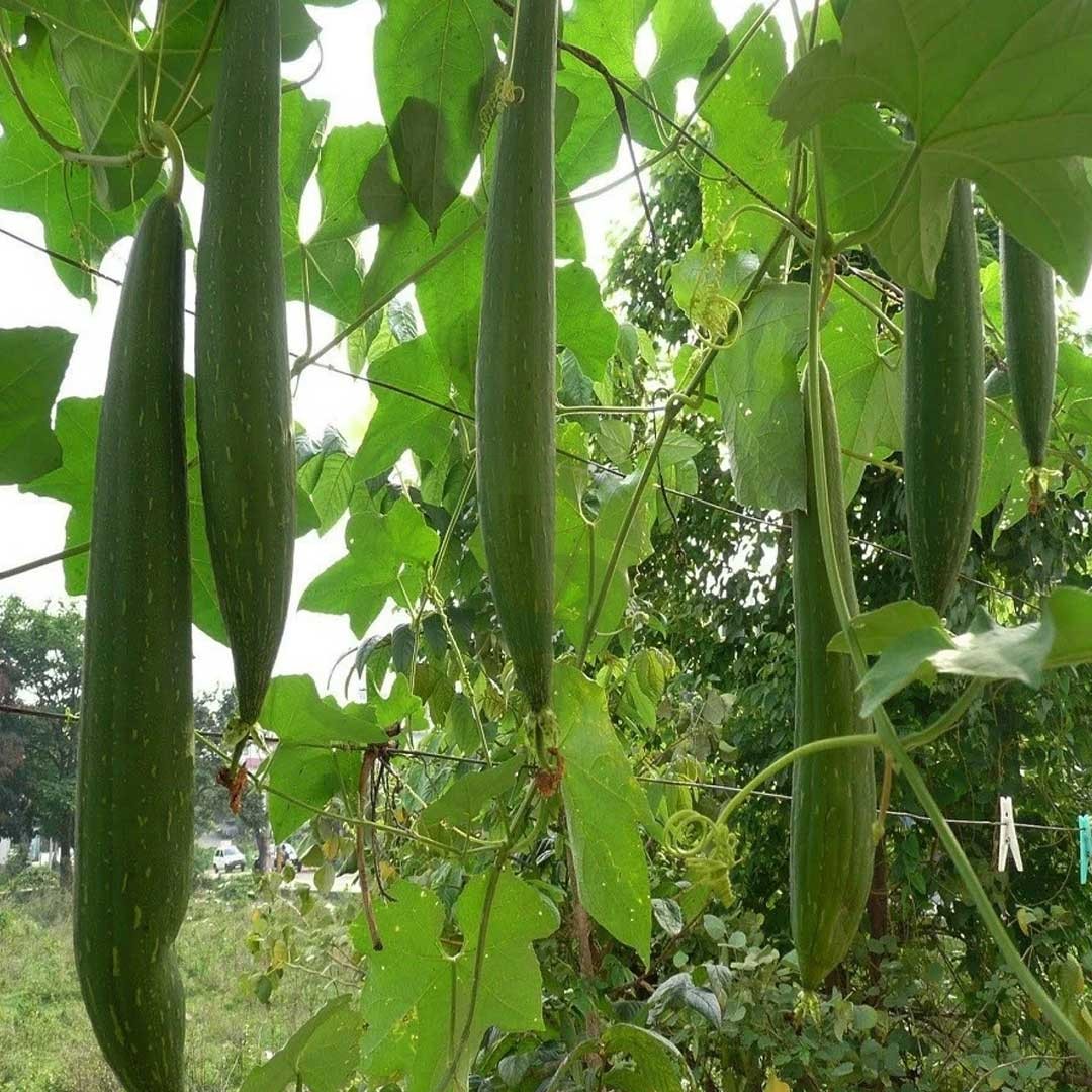 Green Sponge Gourd Vegetable Seeds for Planting