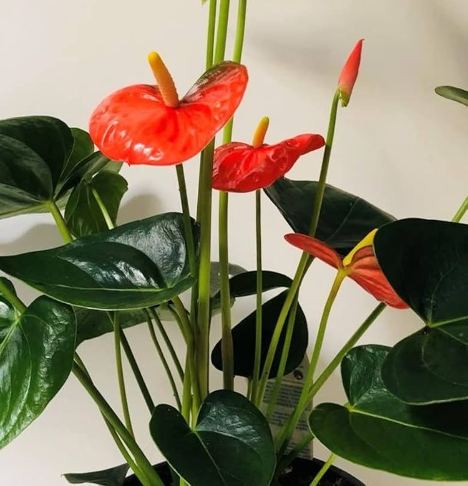 Dark Orange Anthurium Seeds for Planting