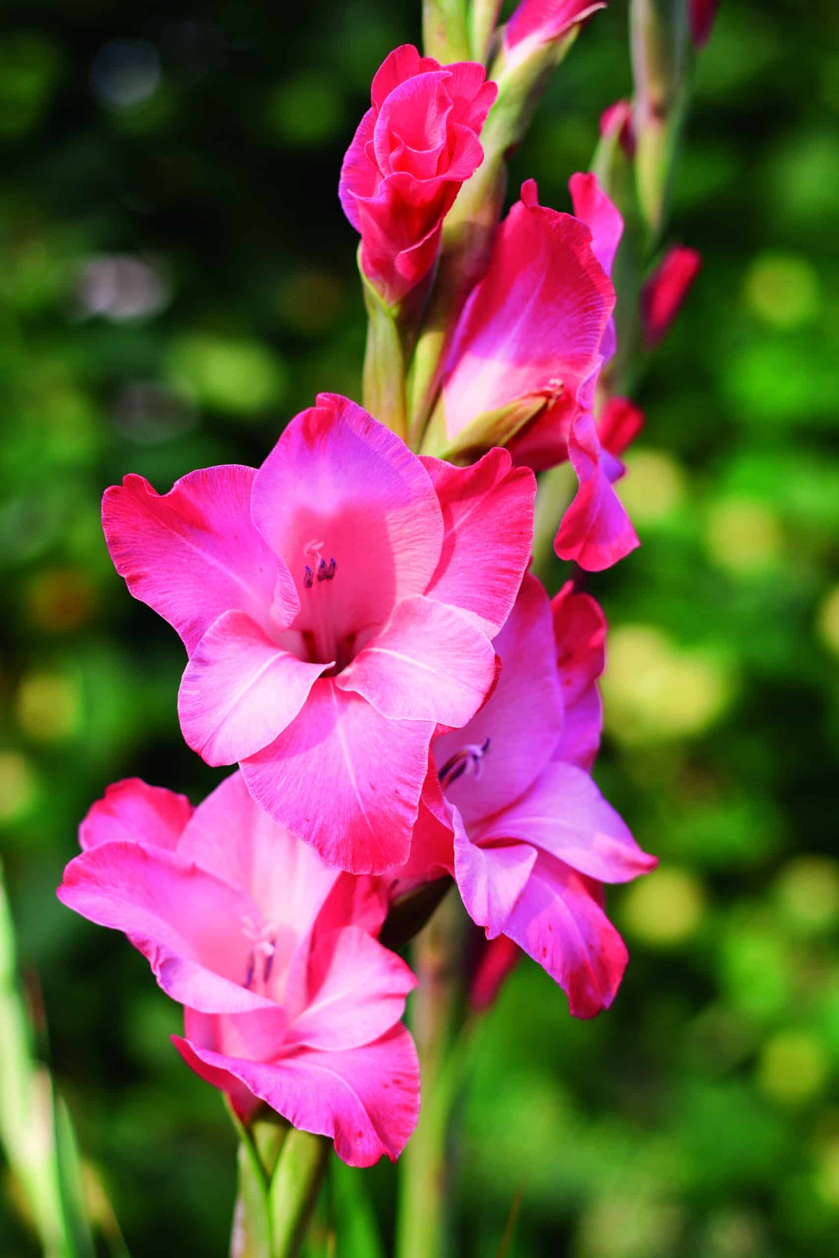 Easy to grow Dark Pink Gladiolus seeds for containers and gardens