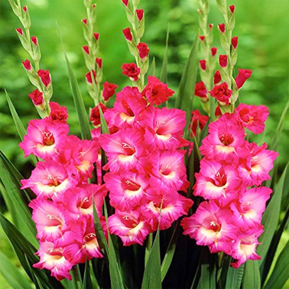 Dark Pink Gladiolus flower seeds for vibrant summer blooms