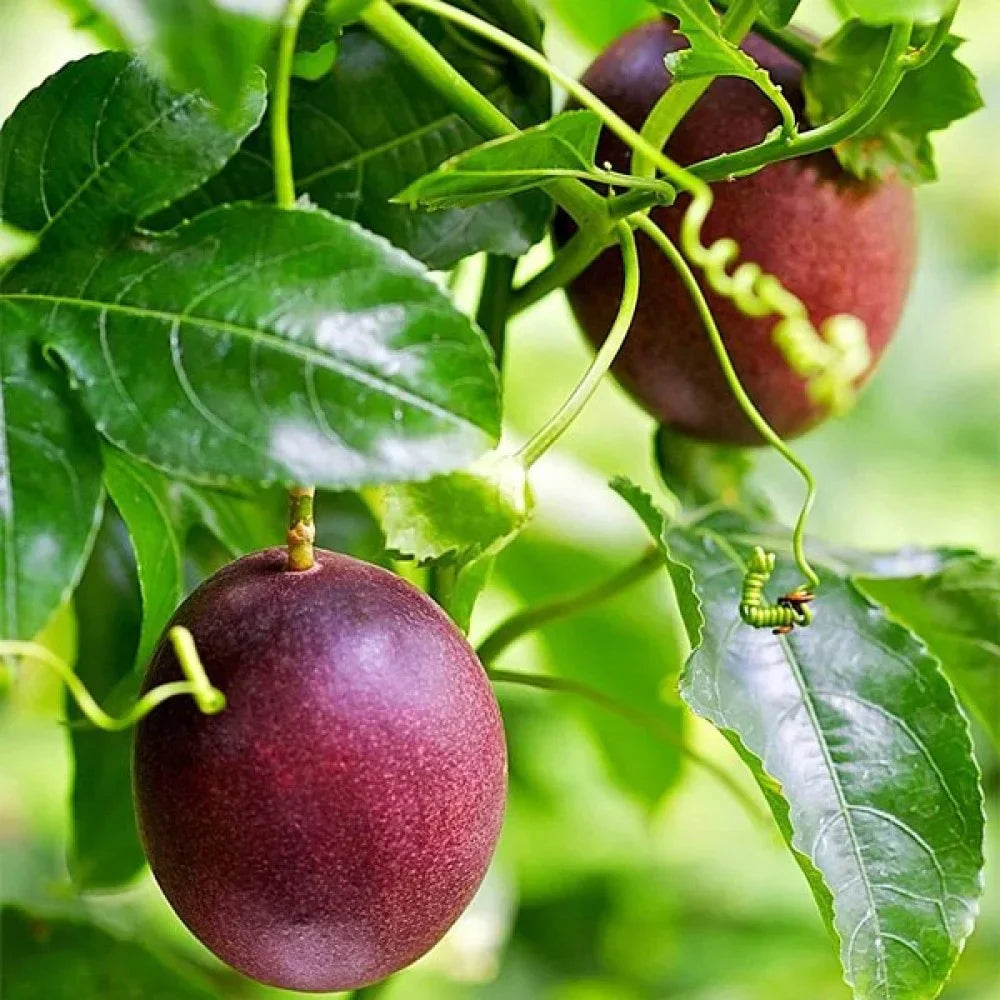 Dark red passion fruit seeds for planting Passiflora edulis variety
