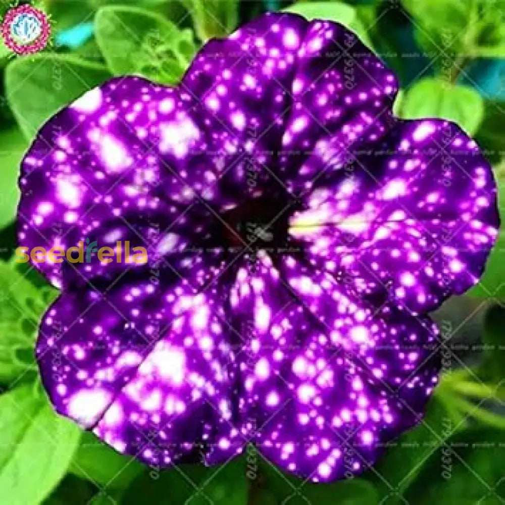 Dark Violet Starry Petunia Seeds For Spring Planting Flower