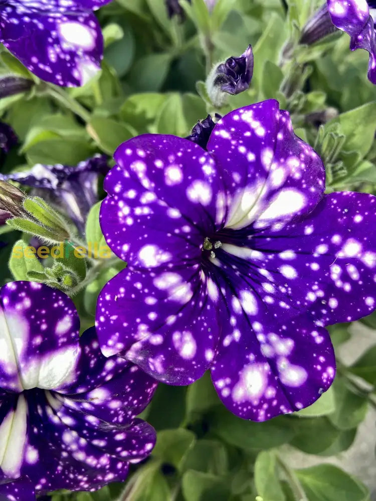 Dark Violet Starry Petunia Seeds For Spring Planting Flower