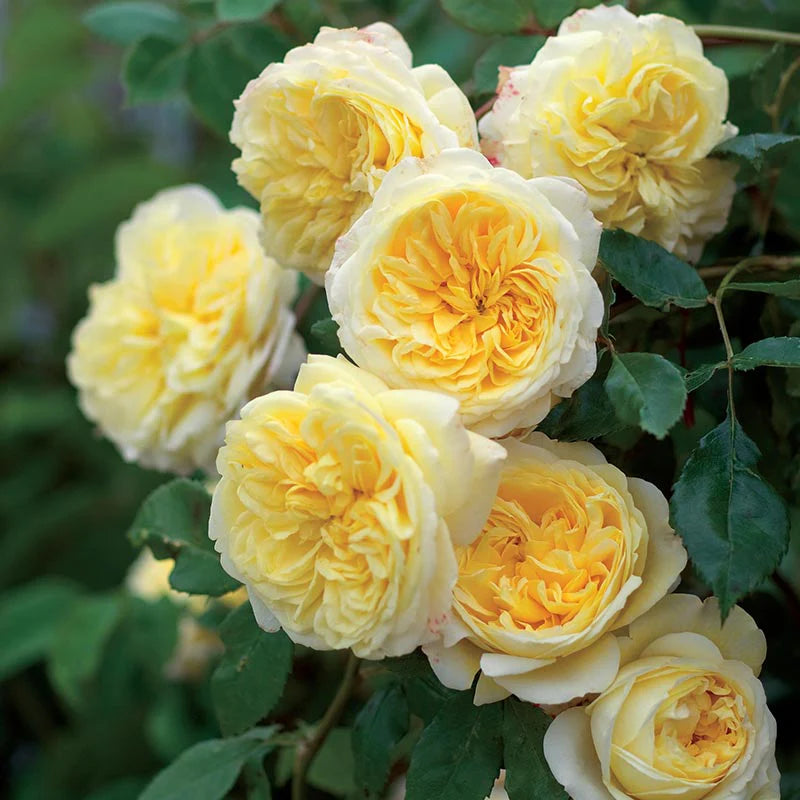 Yellow Climbing Rose Flower seeds for Planting - Perfect for Borders, Heirloom & GMO Free Seeds for Home Garden