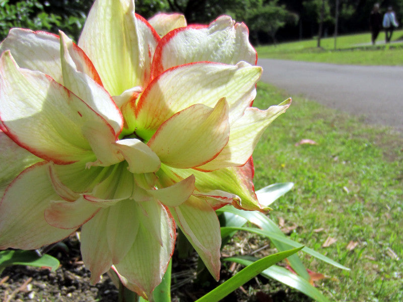 Hippeastrum Army Green Flower seeds for Planting - Pollinator Friendly, Heirloom & GMO Free Seeds for Home Garden