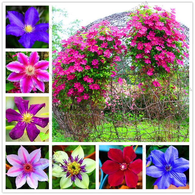Multi-Colored Clematis Flower seeds blooming in flower beds, containers, borders, and pollinator-friendly gardens