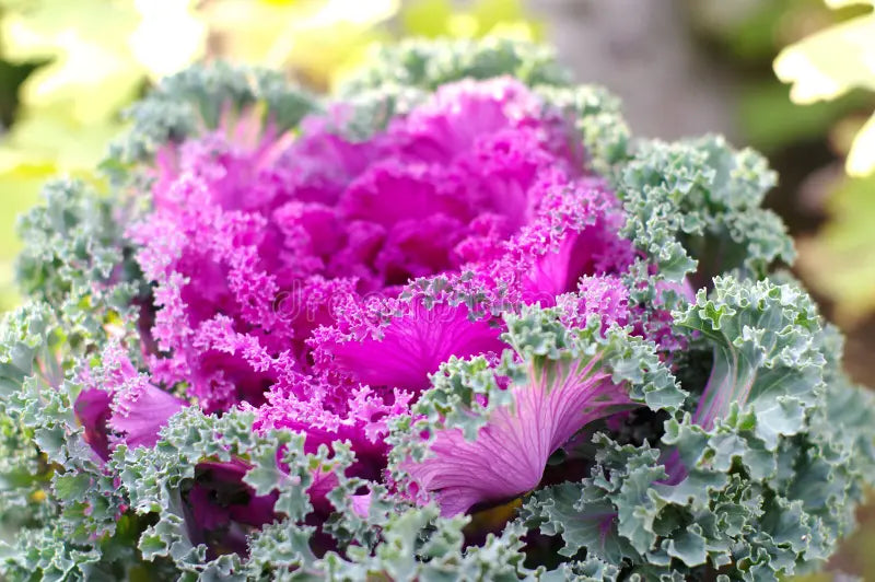 Violet Sky Blue Brassica Oleracea Flower Seeds for Planting Colorful Display Heirloom & GMO Free Seeds for Home Garden
Sale - Evergrowseeds