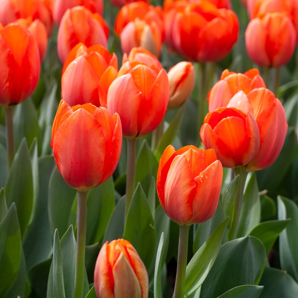 Deep Orange Tulip Seeds for Planting