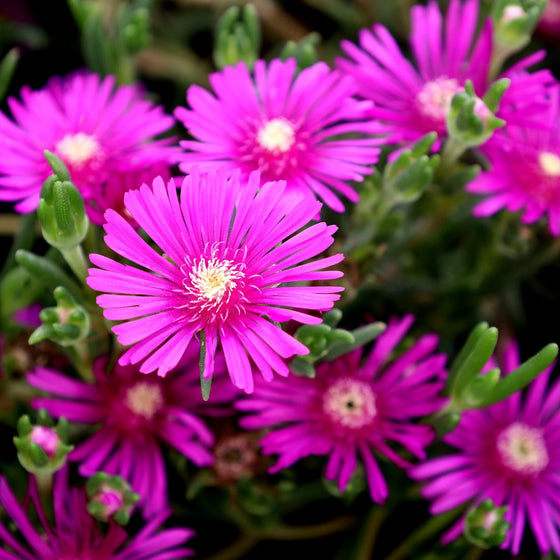Delosperma Flower seeds for Planting Vibrant Colors Heirloom & GMO Free Seeds for Home Garden
Sale for planting in home garden