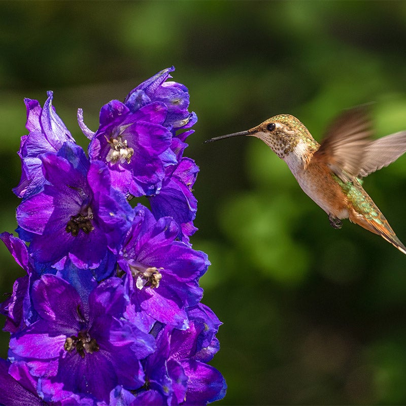 Hummingbird Flower Seeds for Planting in Flower Bed & Garden