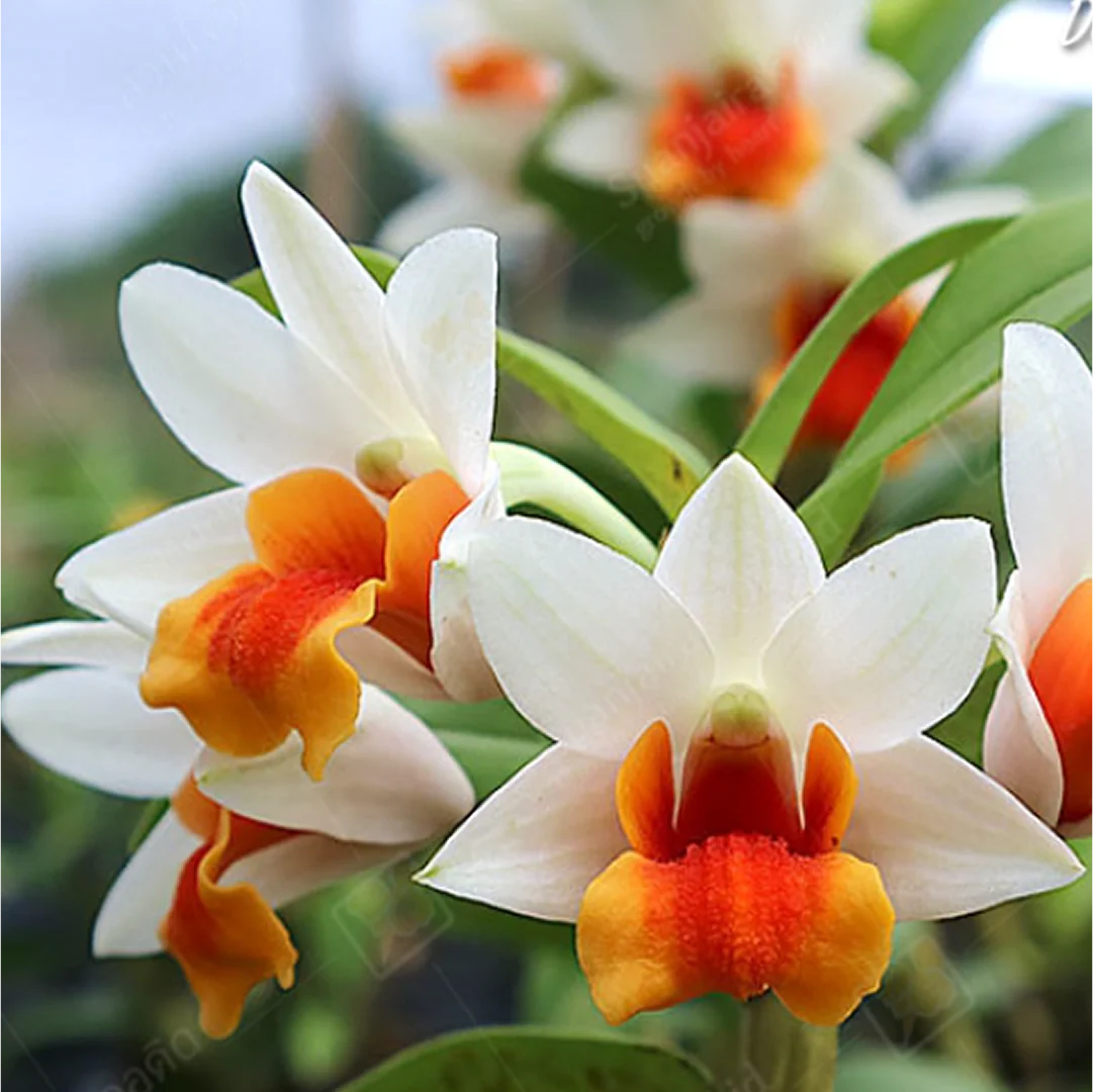 White Orange Orchid Flower seeds for Planting - Cut Flower Favorite, Heirloom & GMO Free0 Seeds for Home Garden