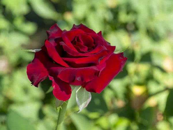 Deep Red Rose Flower seeds for Planting - Garden Favorite, Heirloom & GMO Free Seeds for Home Garden