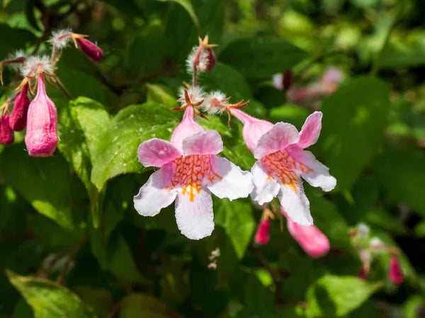 Pink Linnaea Amabilis Flower seeds for Planting - Compact Growth, Heirloom & GMO Free Seeds for Home Garden