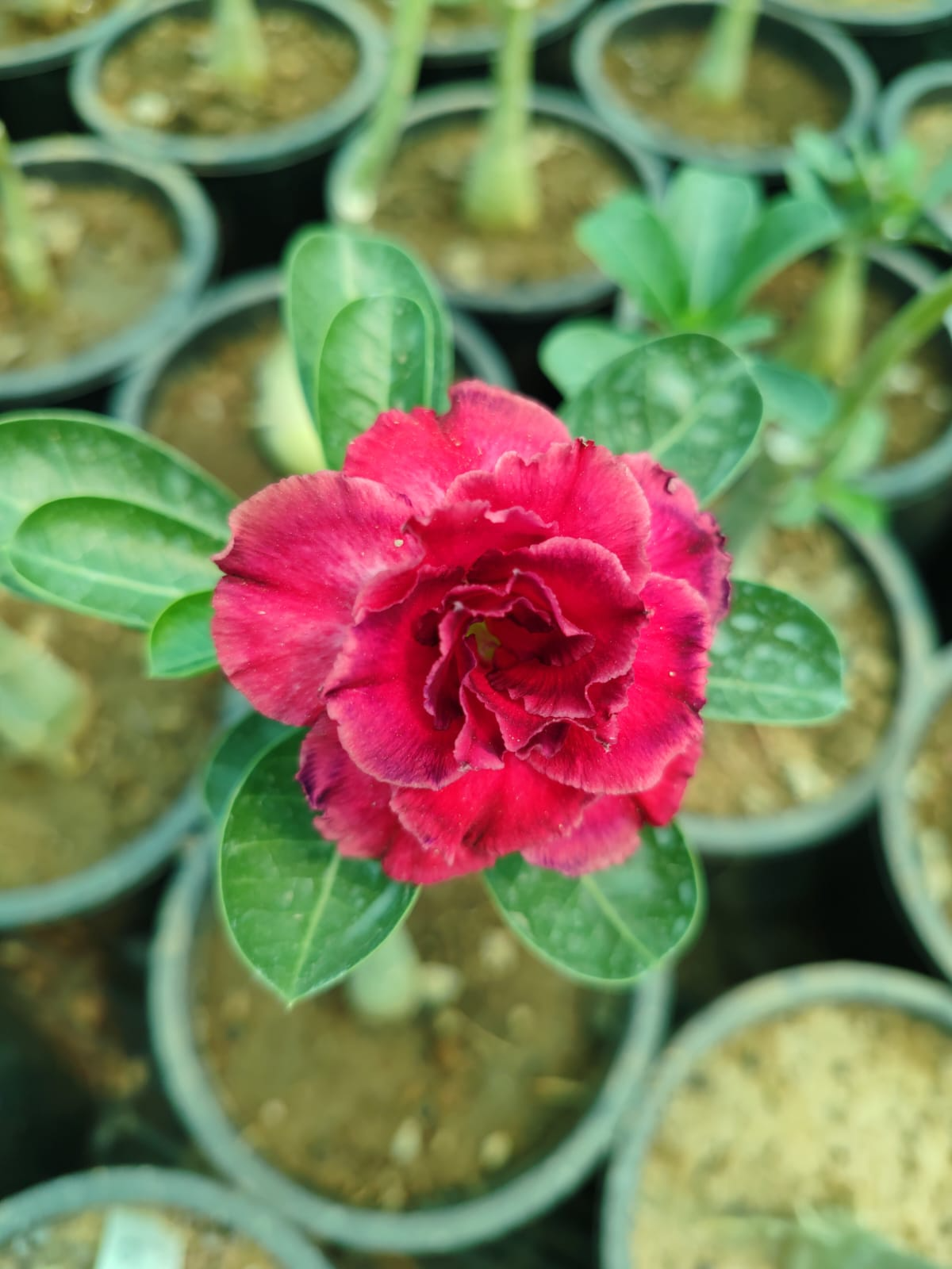 Pink Adenium Obesum Seed for Plantings for Planting for Easy Planting Heirloom Non-GMO Seeds