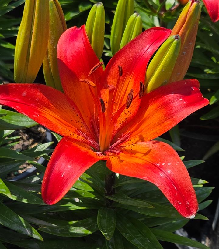 Red Lilium Flower Seeds for Planting Perfect for Borders Heirloom & GMO Free Seeds for Home Garden
Sale
