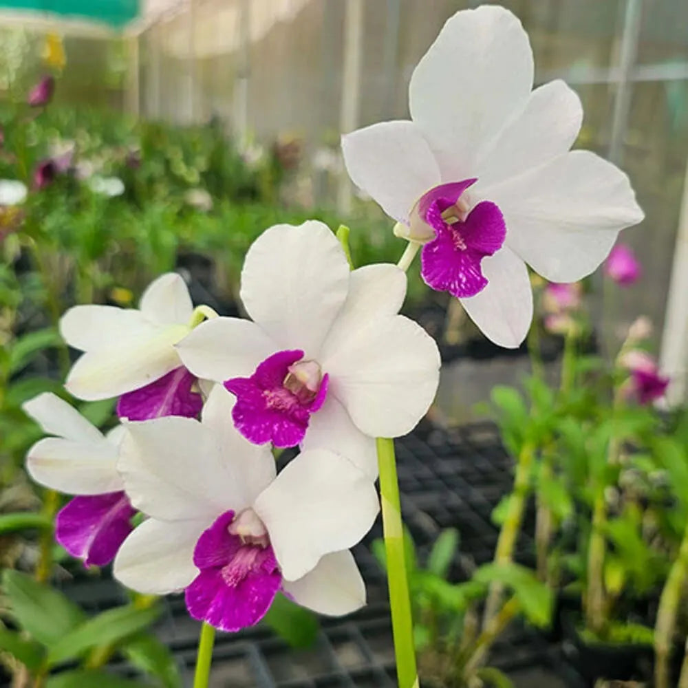 Multi-Colored Dendrobium Flower seeds blooming in flower beds, containers, borders, and pollinator-friendly gardens