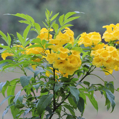 Yellow Madia Flower seeds for Planting - Shade Tolerant, Heirloom & GMO Free Seeds for Home Garden