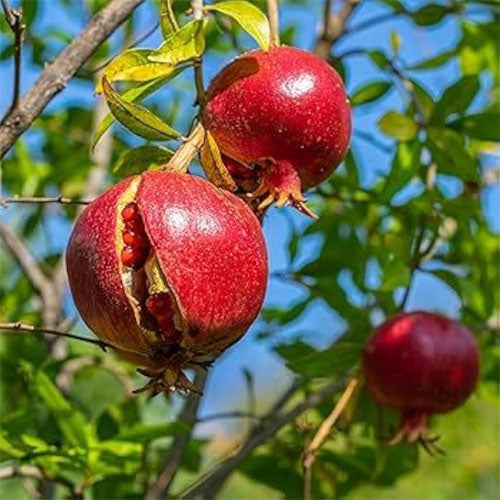 Premium Pomegranate Fruit Seeds Grow Dark Red Variety