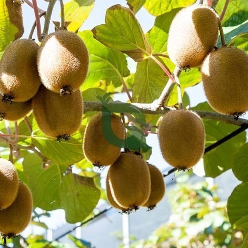 Green Kiwi Fruit Planting Seeds for Home Gardening | Grow Delicious Kiwi at Home