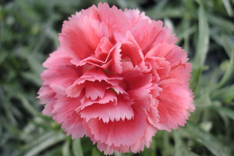 Pink Caryophyllus Flower seeds blooming in flower beds, containers, borders, and pollinator-friendly gardens
