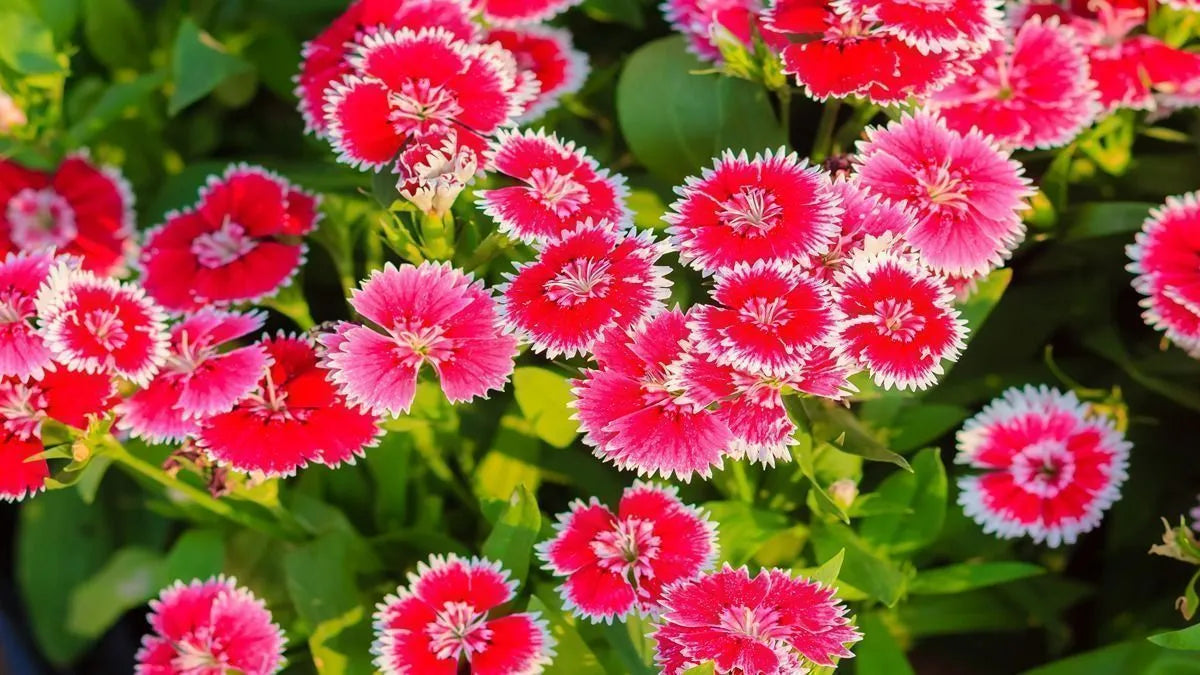 Dianthus Seeds Grow Vibrant Flowers in Your Garden