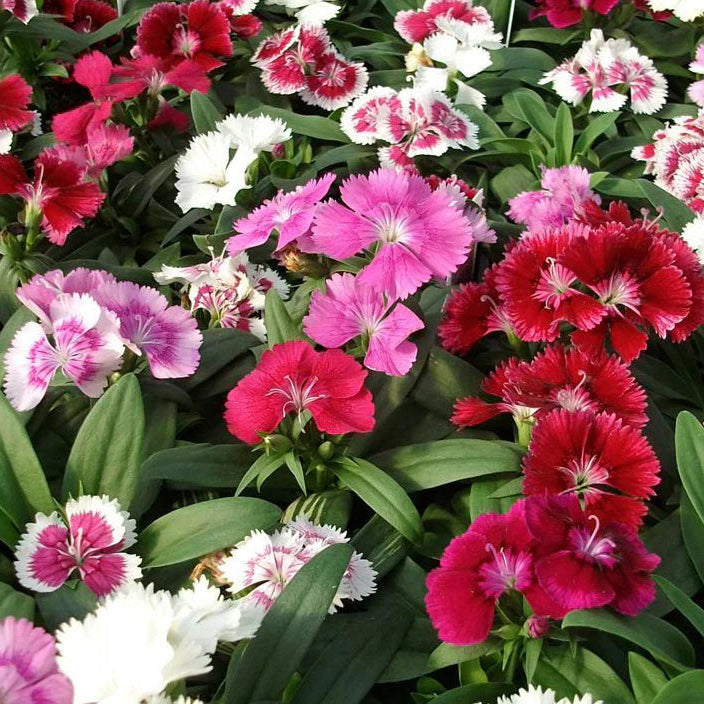Mixed Dianthus Telstar Flower seeds for Planting - Colorful Display, Heirloom & GMO Free Seeds for Home Garden