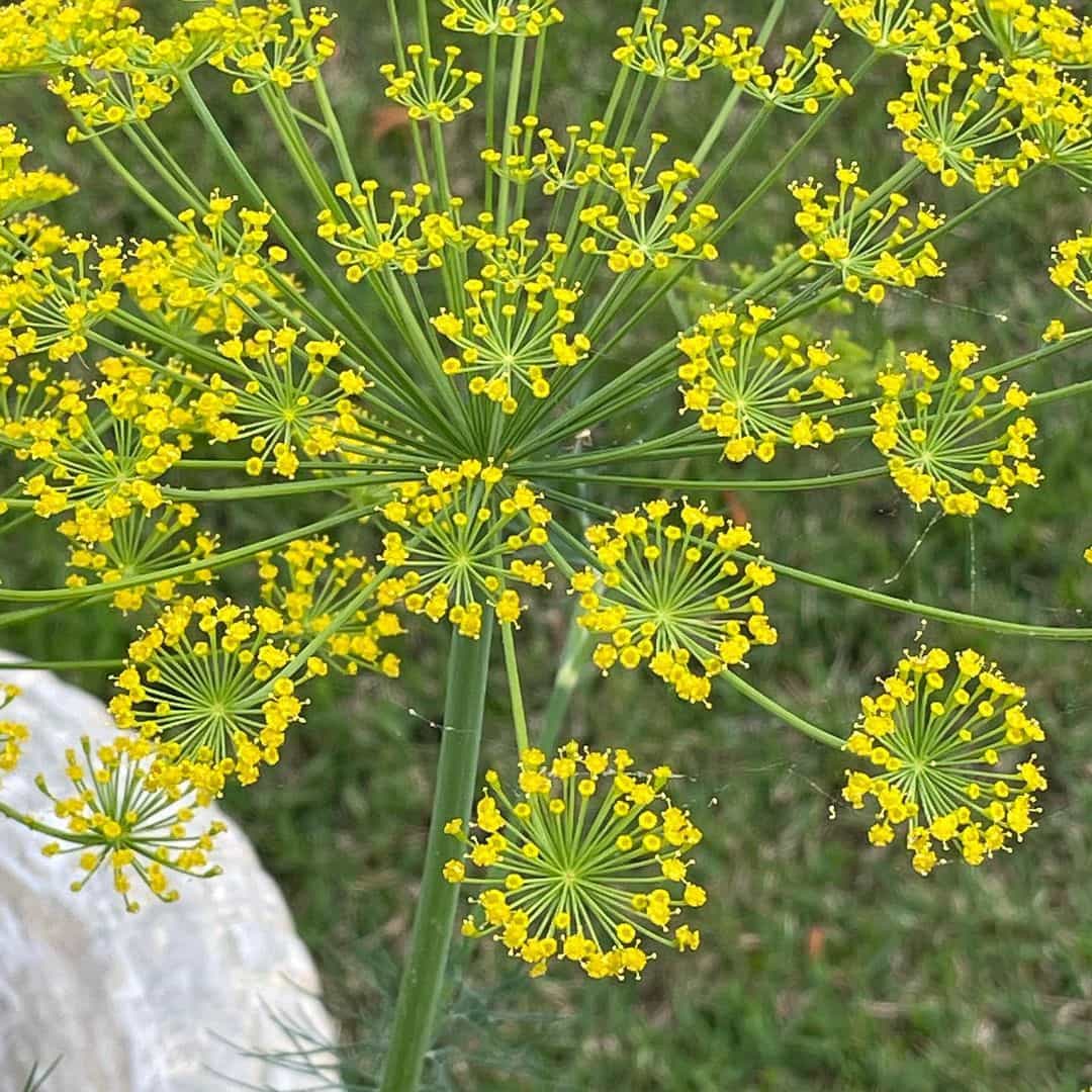 Yellow Dill Mammoth Seeds: Perfect for Planting & Gardening