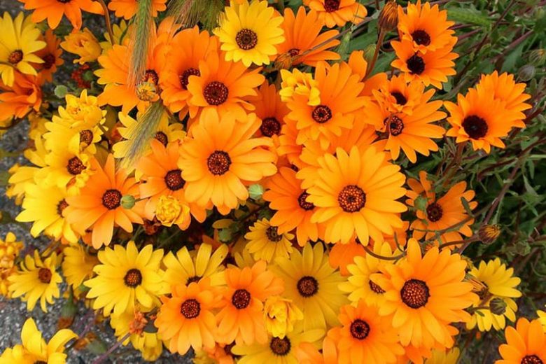Cape Marigold Flower seeds for Planting - Easy to Grow, Heirloom & GMO Free Seeds for Home Garden
