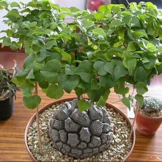 Dioscorea Elephantipes Yam Flower seeds for Planting - Drought Tolerant, Heirloom & GMO Free Seeds for Home Garden