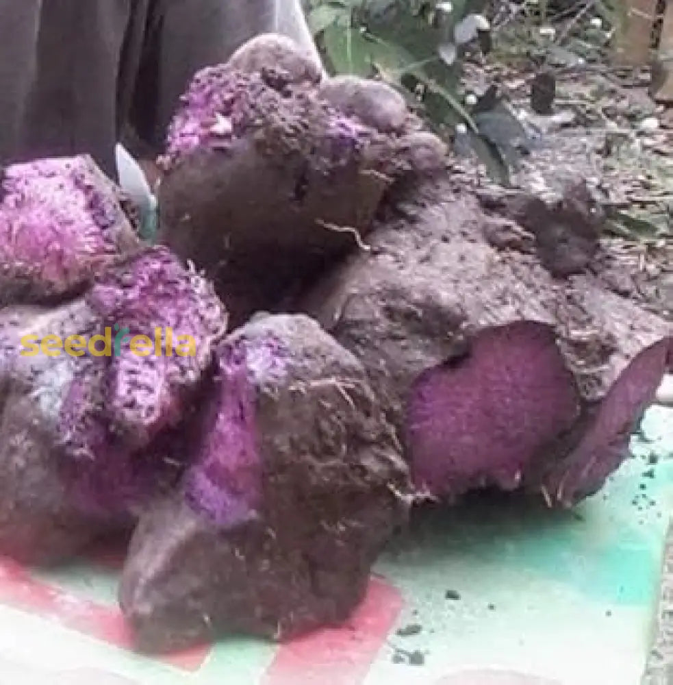 Dioscorea Alata Seeds for Vegetable Gardening and Planting, Premium Seeds seed packet for home gardening