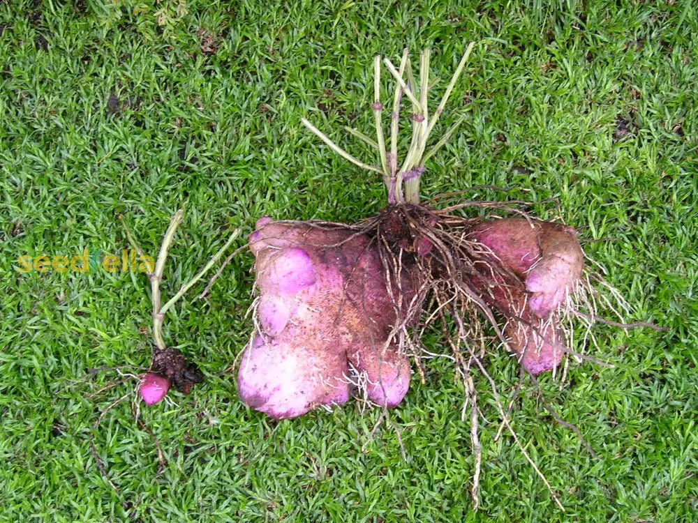 Dioscorea Alata Seeds For Vegetable Gardening And Planting Seeds