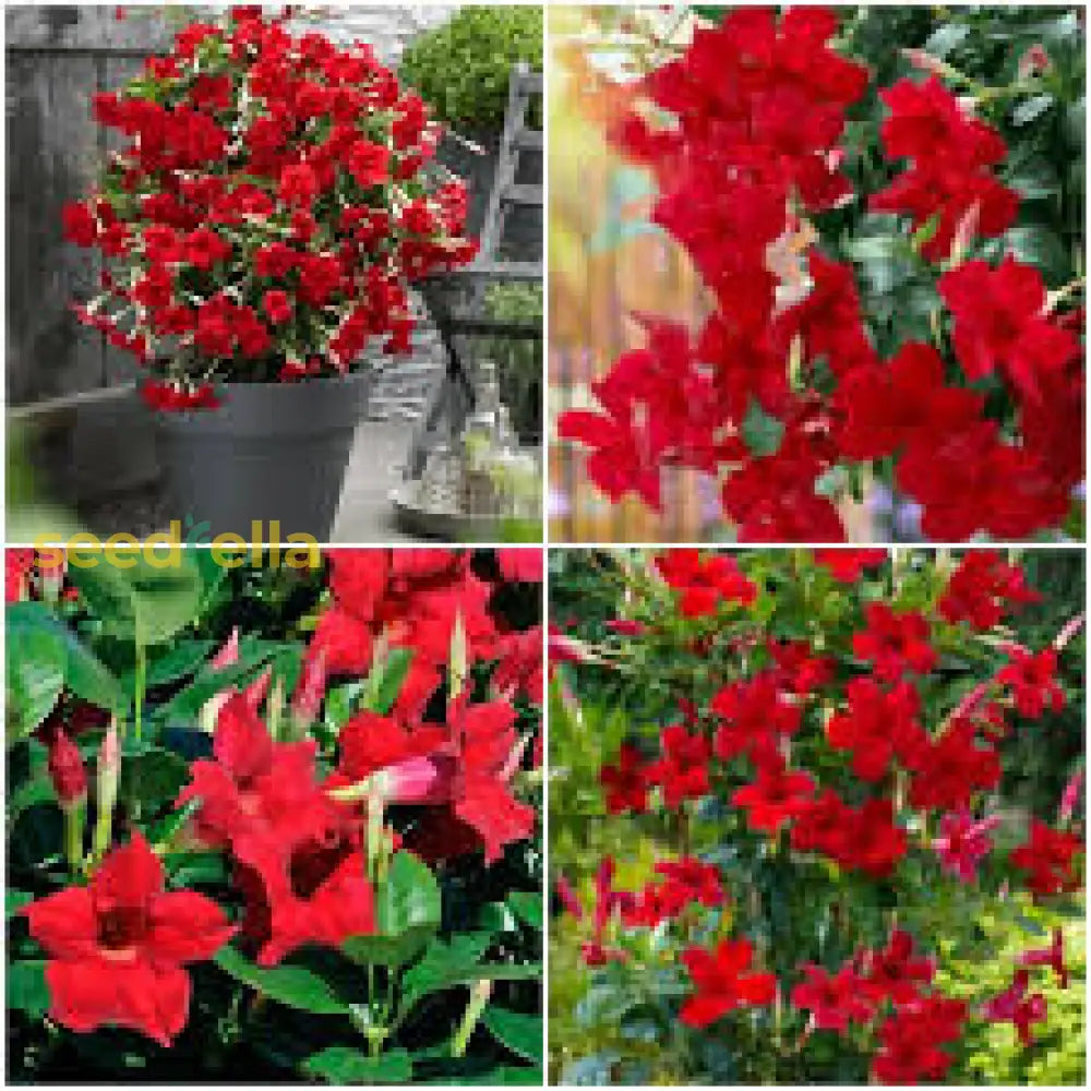 Dipladenia Flower seeds for Planting - Compact Growth, Heirloom & GMO Free Seeds for Home Garden
Sale seeds for home garden