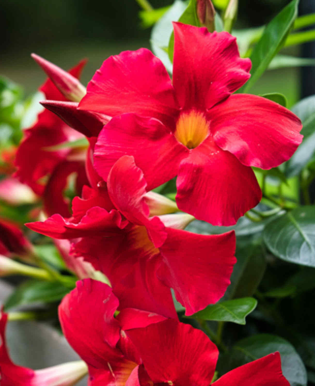 Dipladenia Flower seeds for Planting Colorful Display Heirloom & GMO Free Seeds for Home Garden