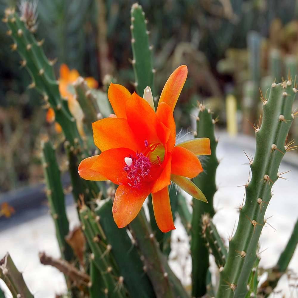 Orange Nopalxochia Flower Seeds Flower seeds for Planting Premium Quality Heirloom & GMO Free Seeds for Home Garden
Sale for planting in home garden